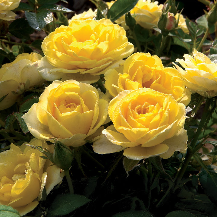 Yellow Sunblaze® Rose - Tree Form