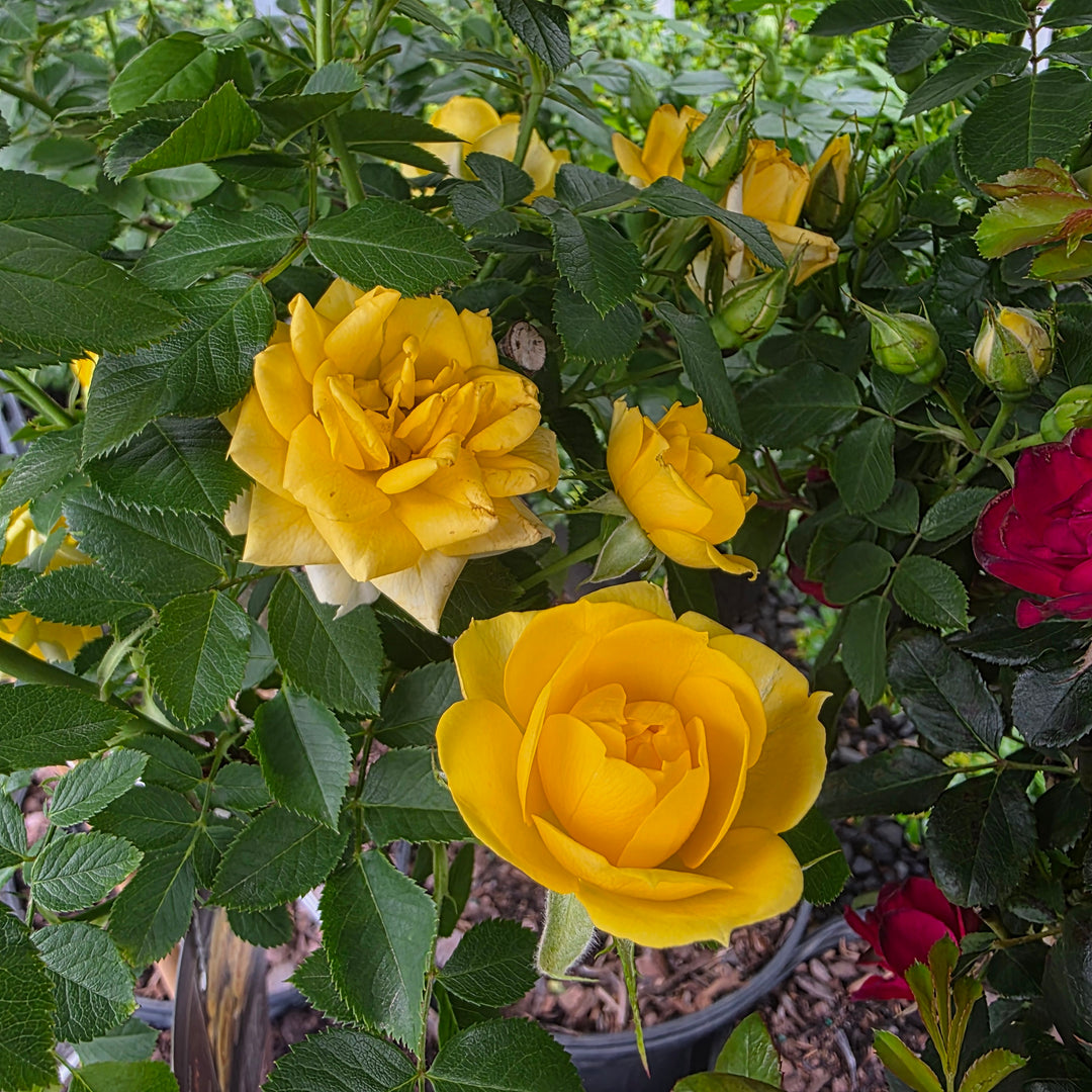 Yellow Sunblaze® Rose - Tree Form