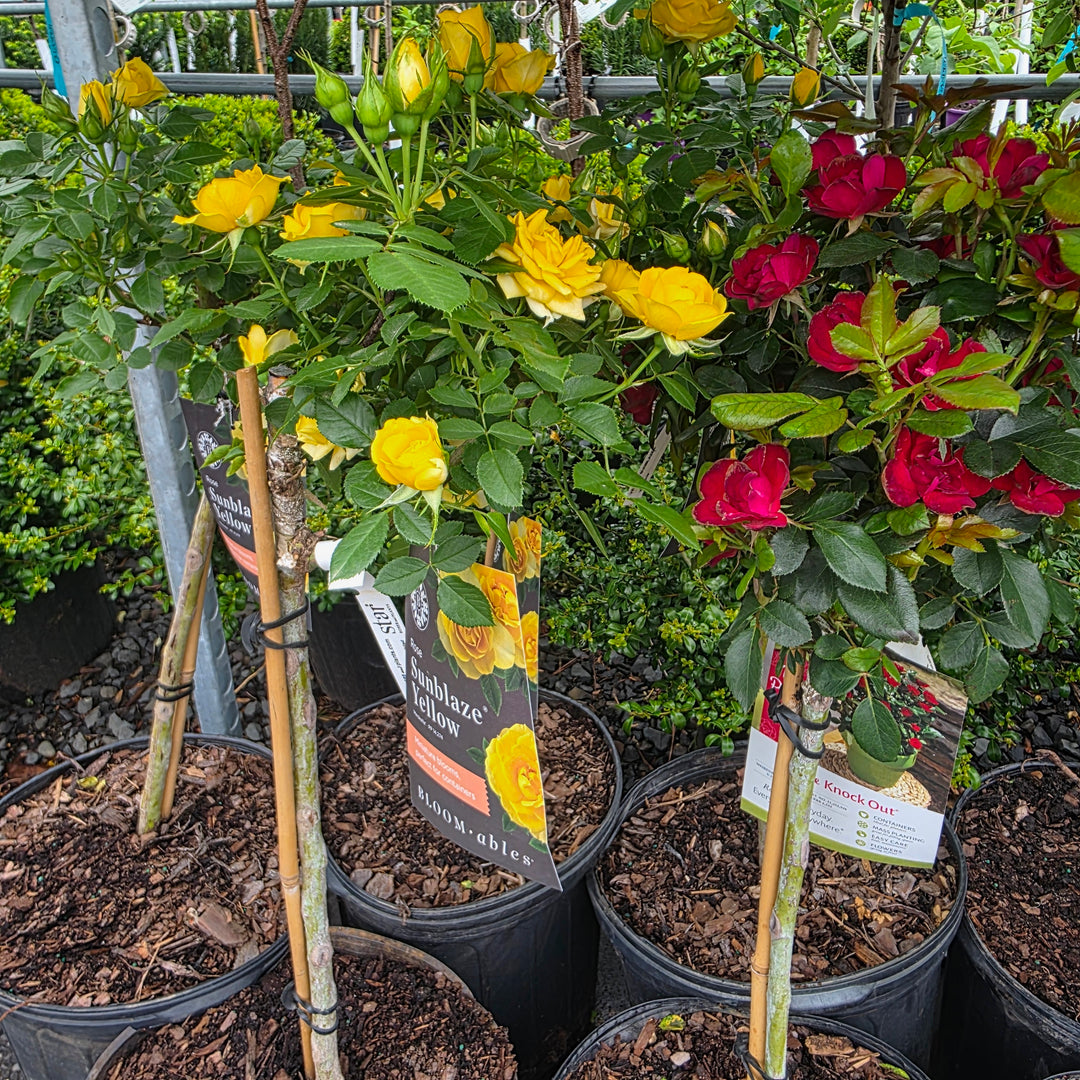 Yellow Sunblaze® Rose - Tree Form