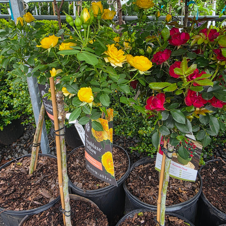 Yellow Sunblaze® Rose - Tree Form