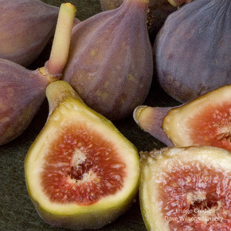 Celeste Fig