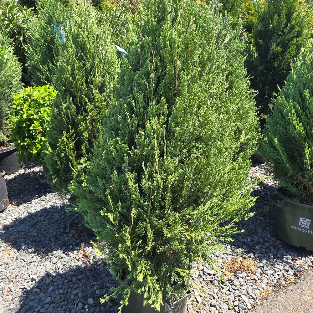 Wichita Blue Juniper