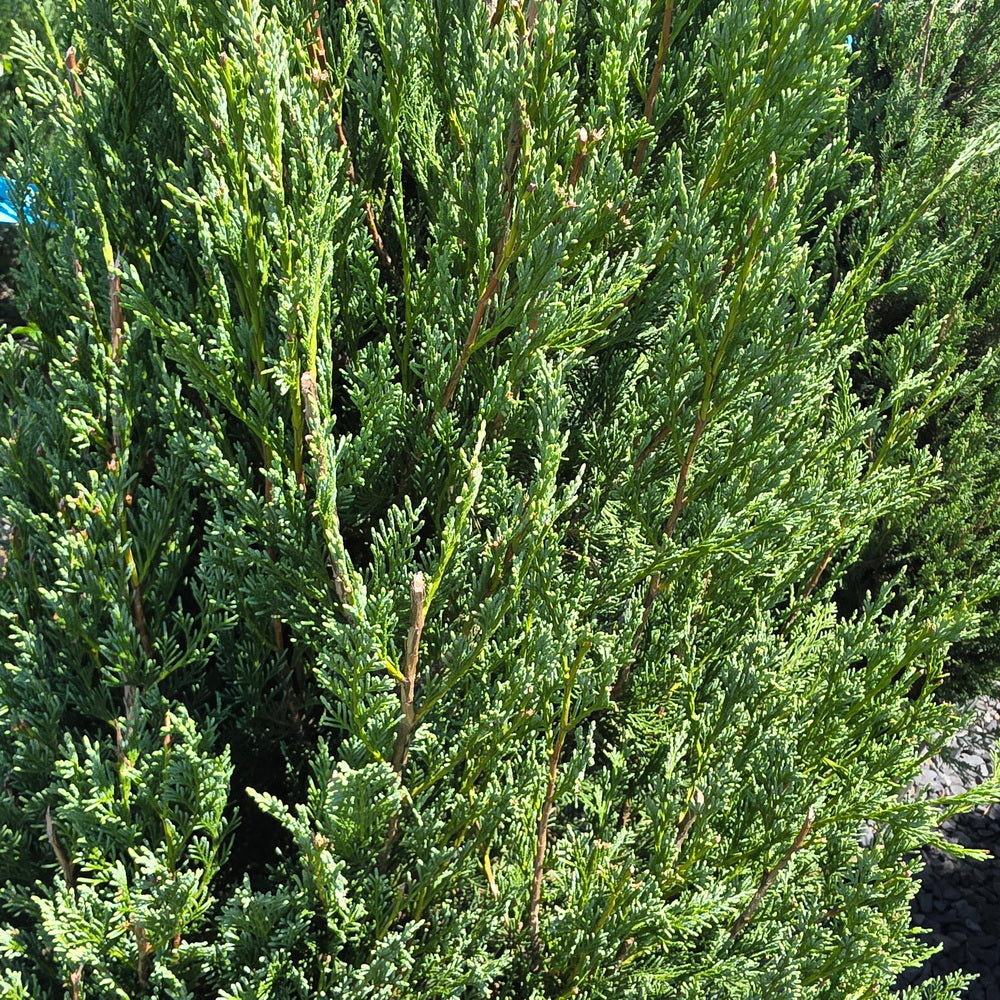 Wichita Blue Juniper