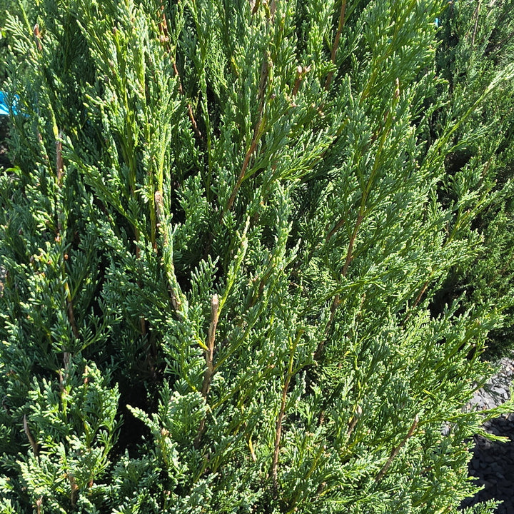 Wichita Blue Juniper