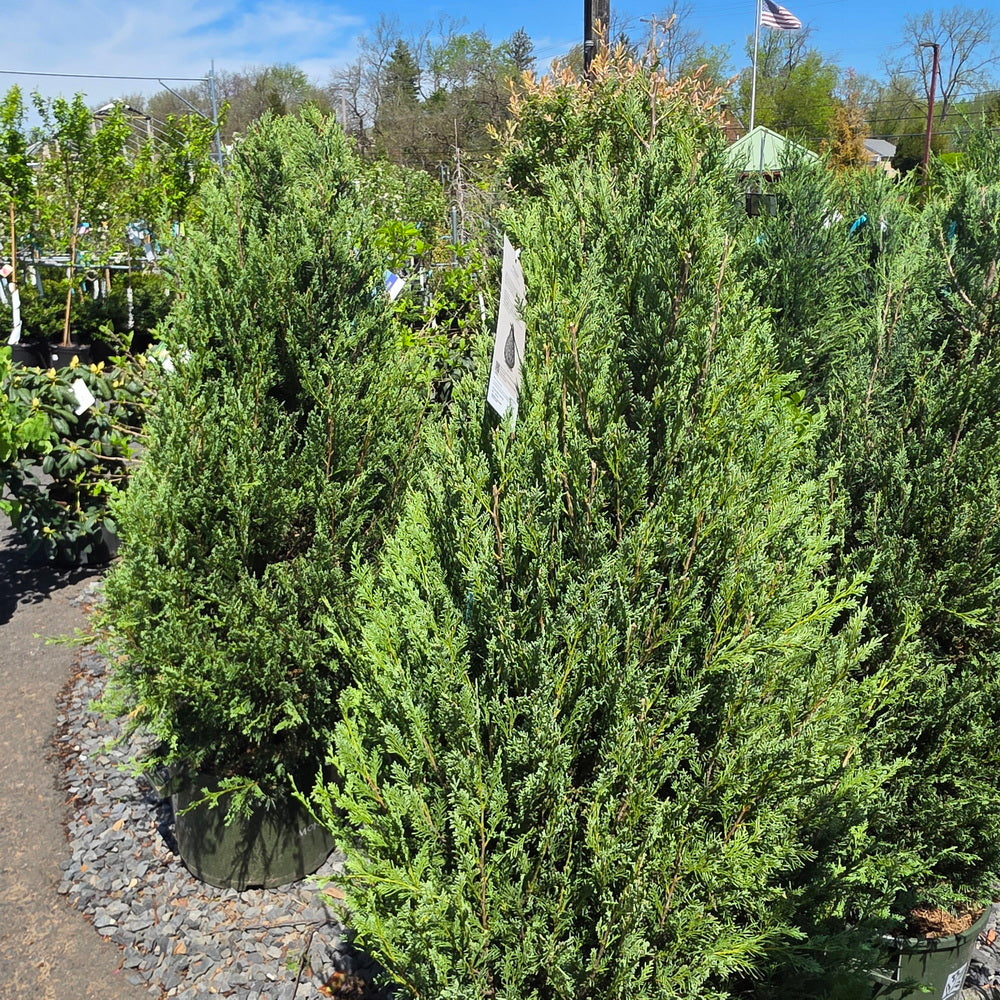 Wichita Blue Juniper