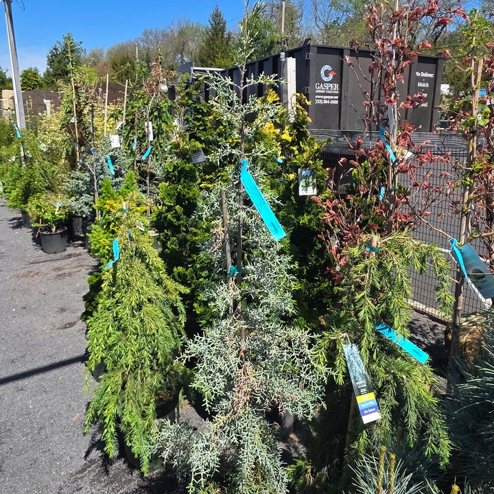 Blue Ice Arizona Cypress