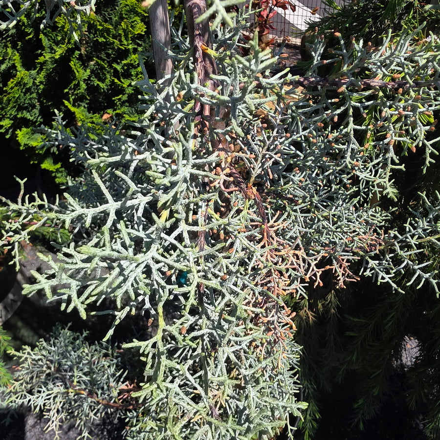 Blue Ice Arizona Cypress