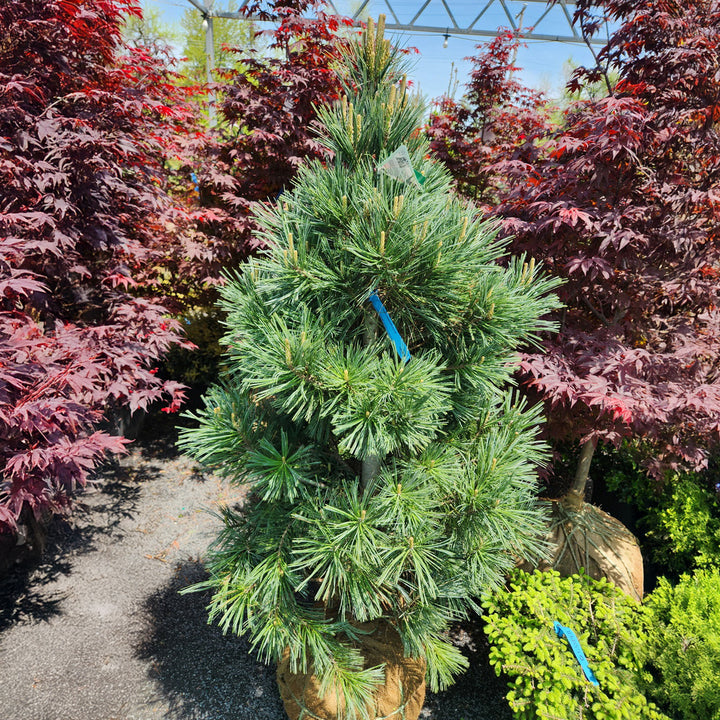 Vanderwolf’s Pyramid Limber Pine 4-5'