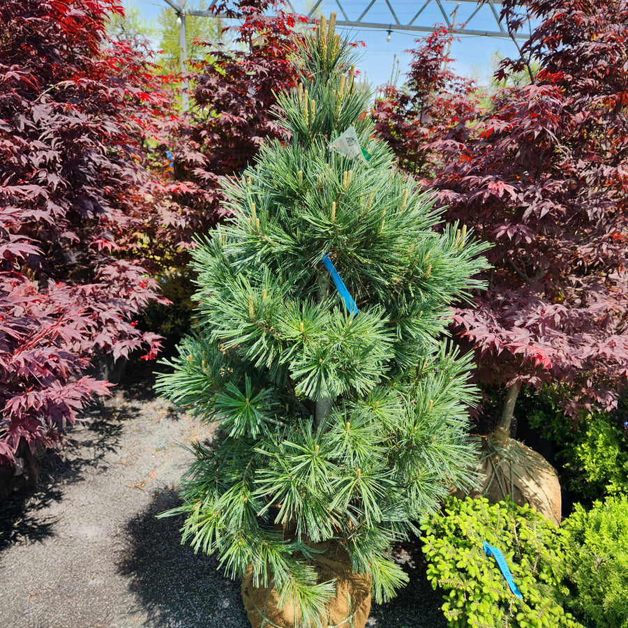 Vanderwolf’s Pyramid Limber Pine 4-5'