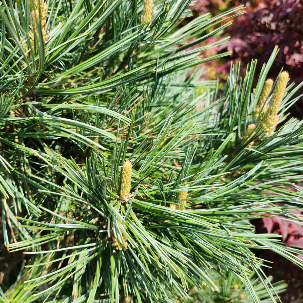 Vanderwolf’s Pyramid Limber Pine