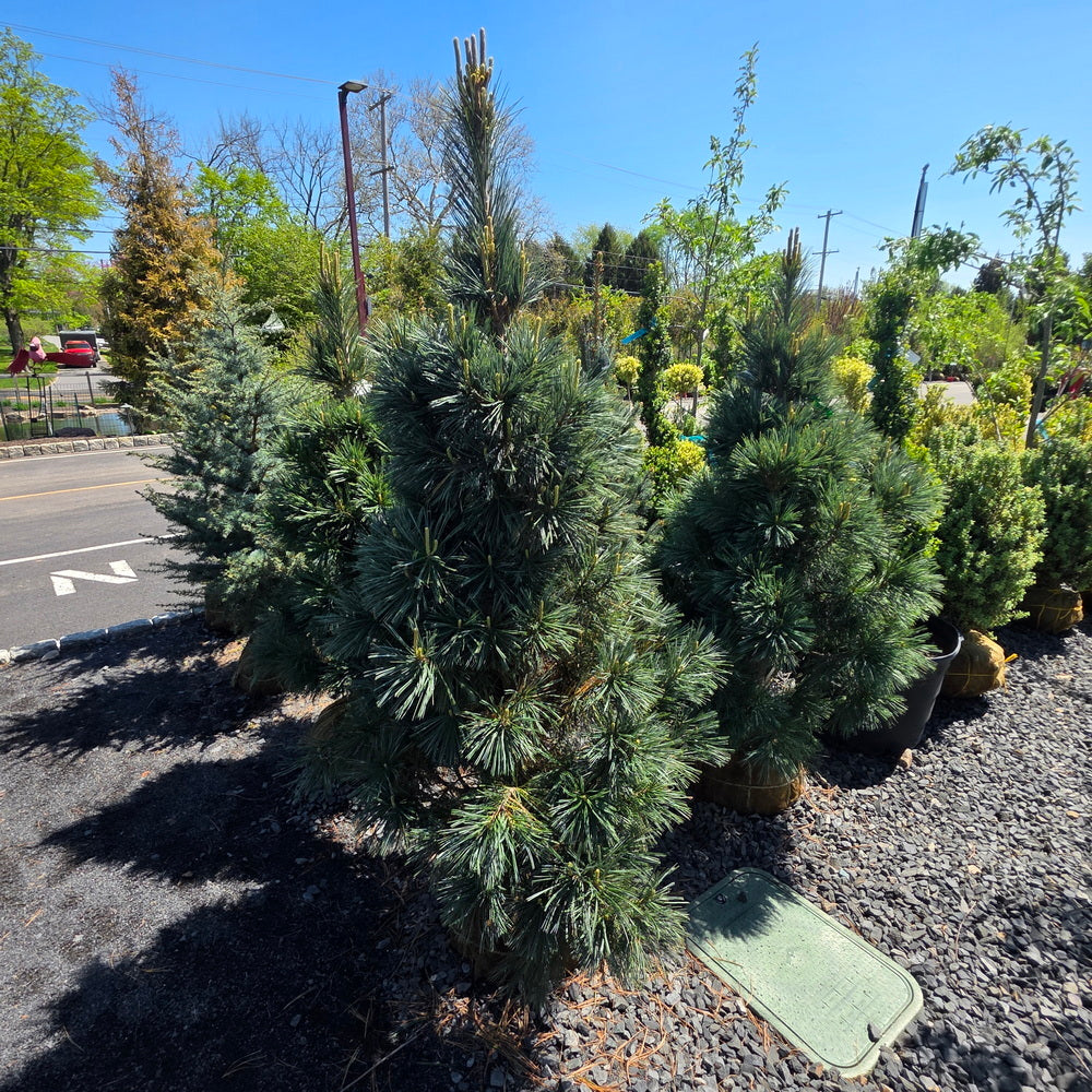 Vanderwolf’s Pyramid Limber Pine