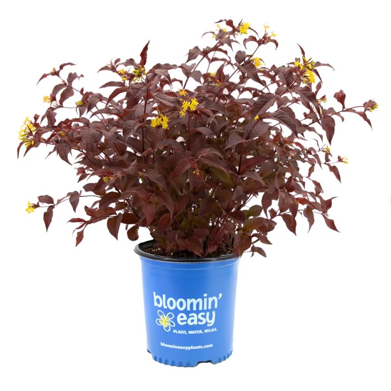 Nightglow® Bush Honeysuckle