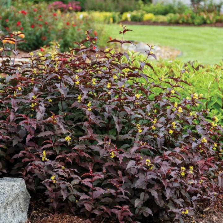 Nightglow® Bush Honeysuckle