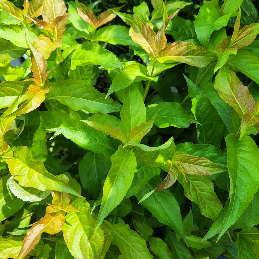 Kodiak® Orange Bush Honeysuckle