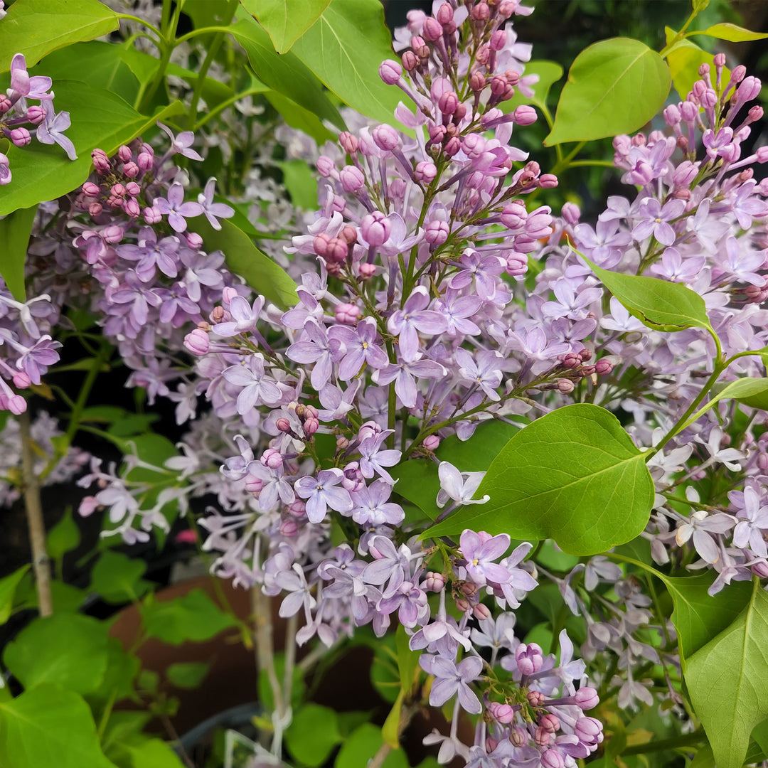 New Age™ Lavender Lilac