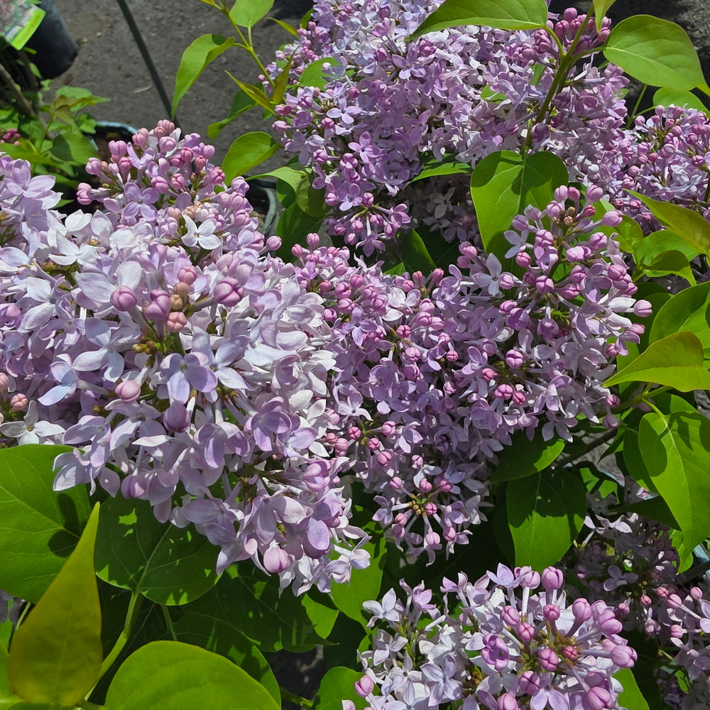 Scentara Pura® Lilac
