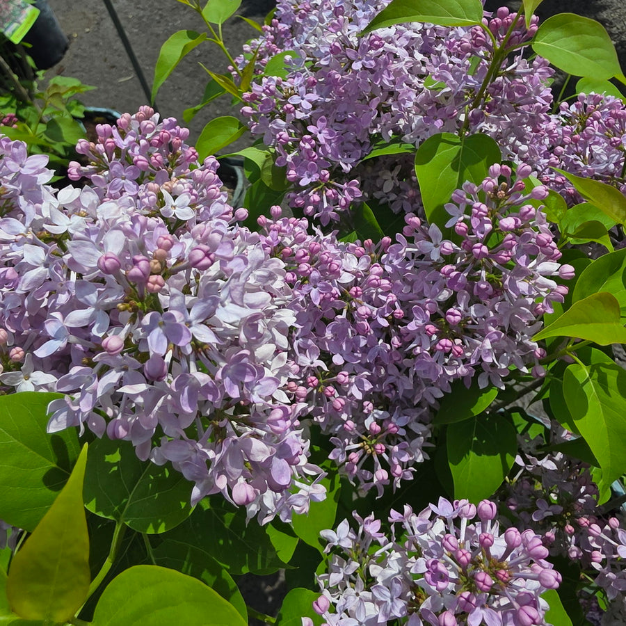 Scentara Pura® Lilac