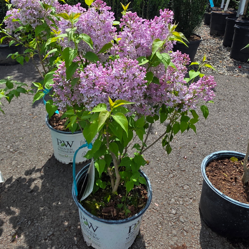 Scentara Pura® Lilac
