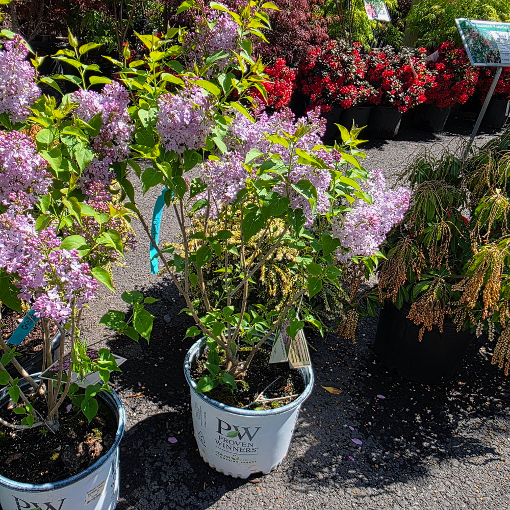 Scentara Pura® Lilac