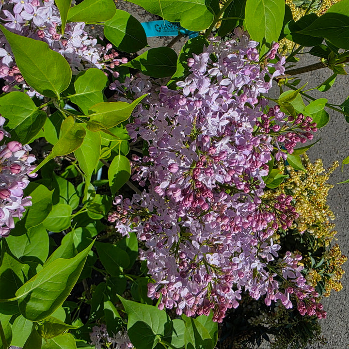 Scentara Pura® Lilac