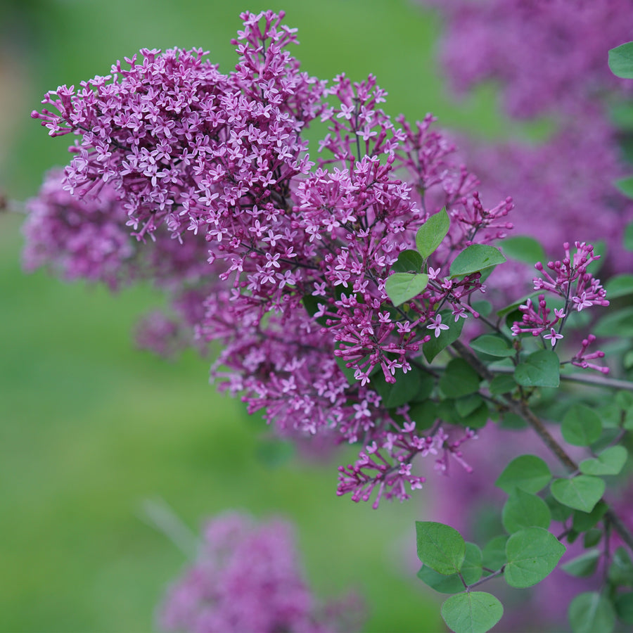 Bloomerang® Purple Reblooming Lilac - Tree Form