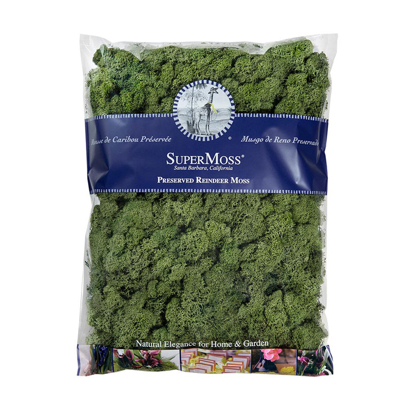 Reindeer Moss Basil