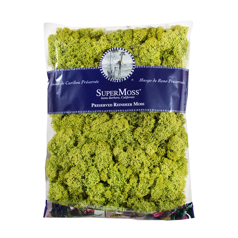 Chartreuse Reindeer Moss 534 cubic inches