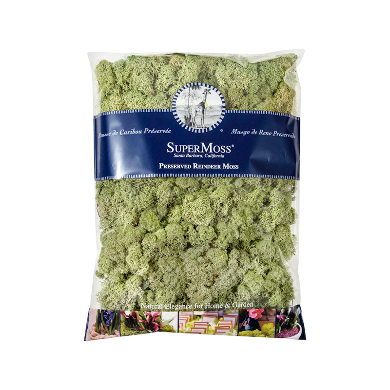 Reindeer Moss Moss Green