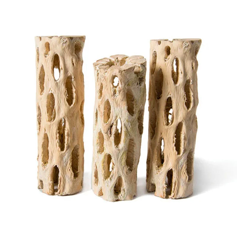 Cholla Wood