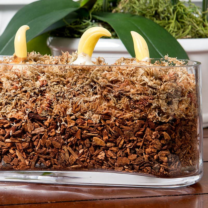 Douglas Fir Orchid Bark