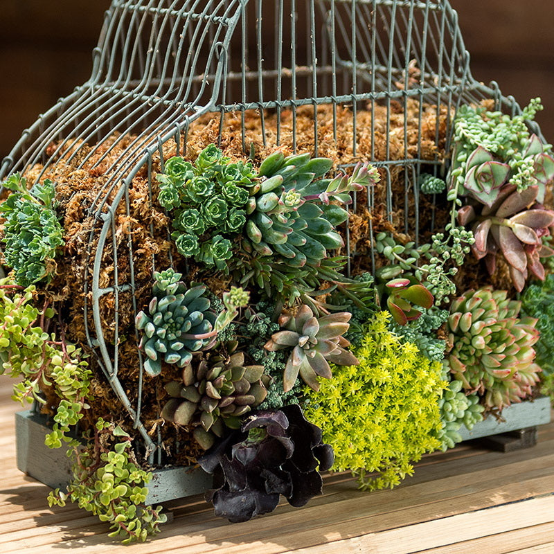 Sphagnum Moss Mini Bale