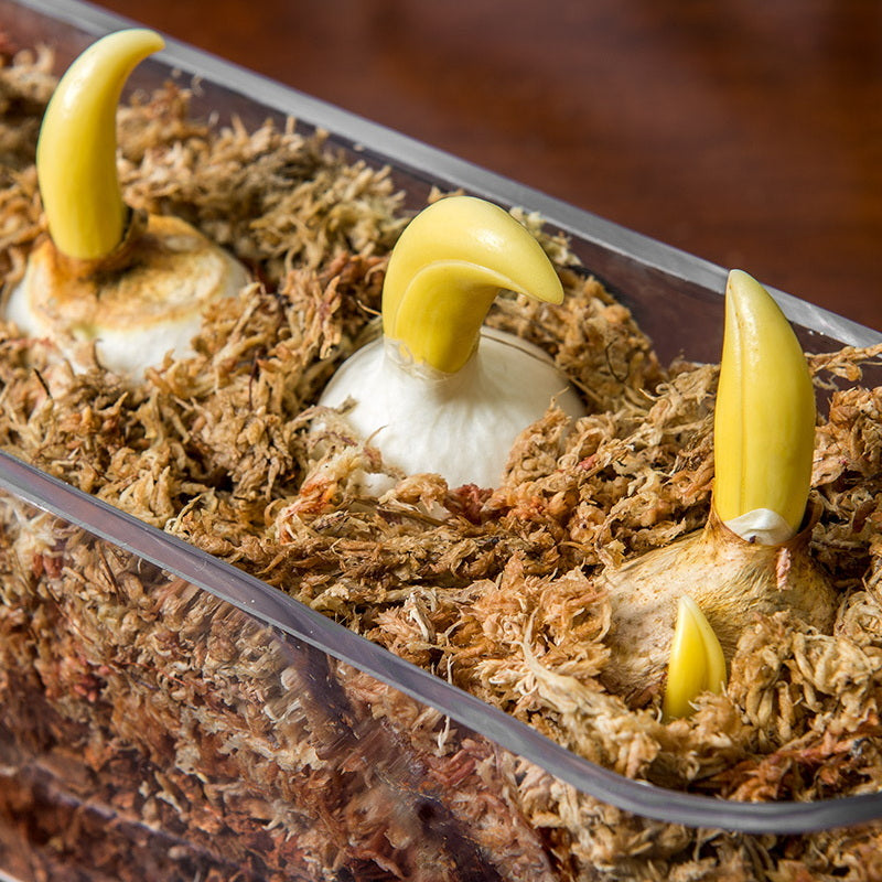 Sphagnum Moss Mini Bale