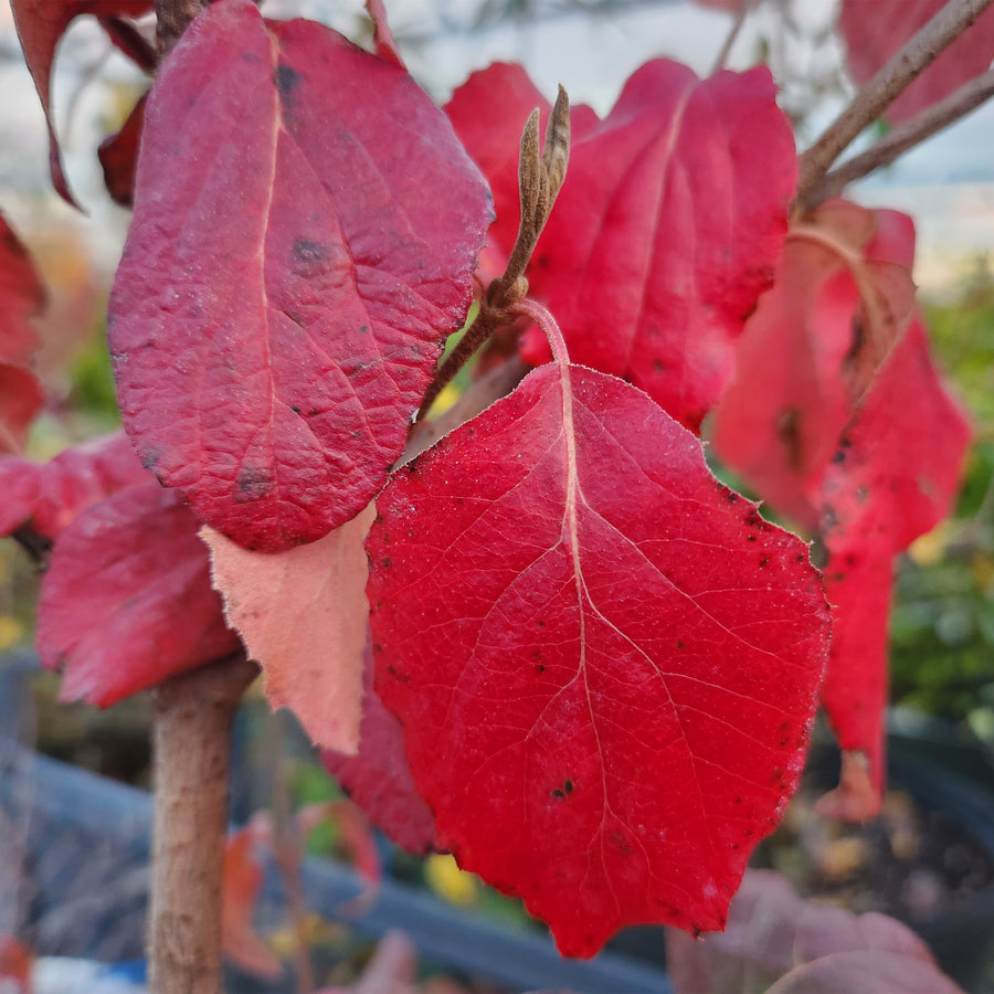 Sugar n' Spice® Koreanspice Viburnum