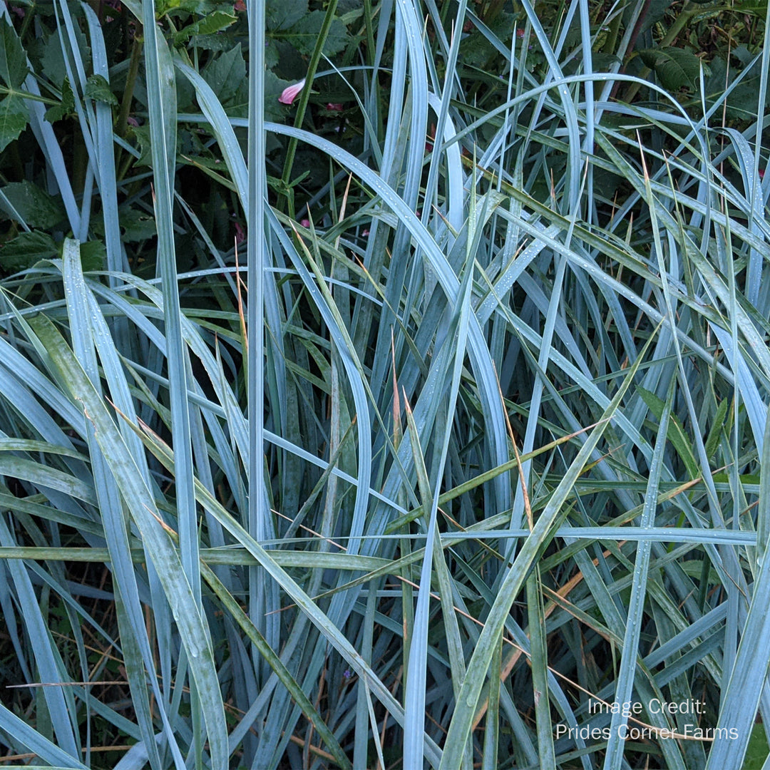 Blue Dune Blue Lyme Grass