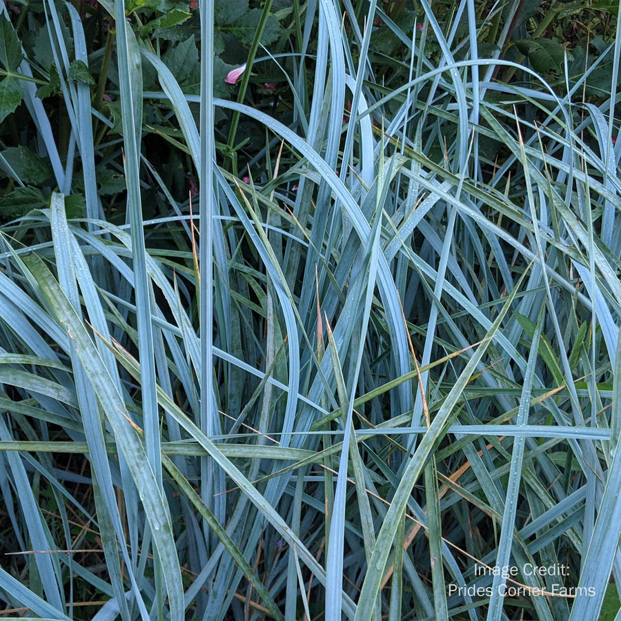 Blue Dune Blue Lyme Grass
