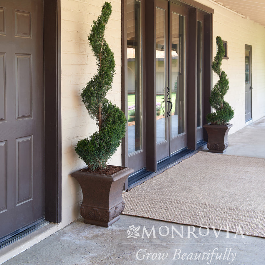 Mint Julep® Juniper - Spiral