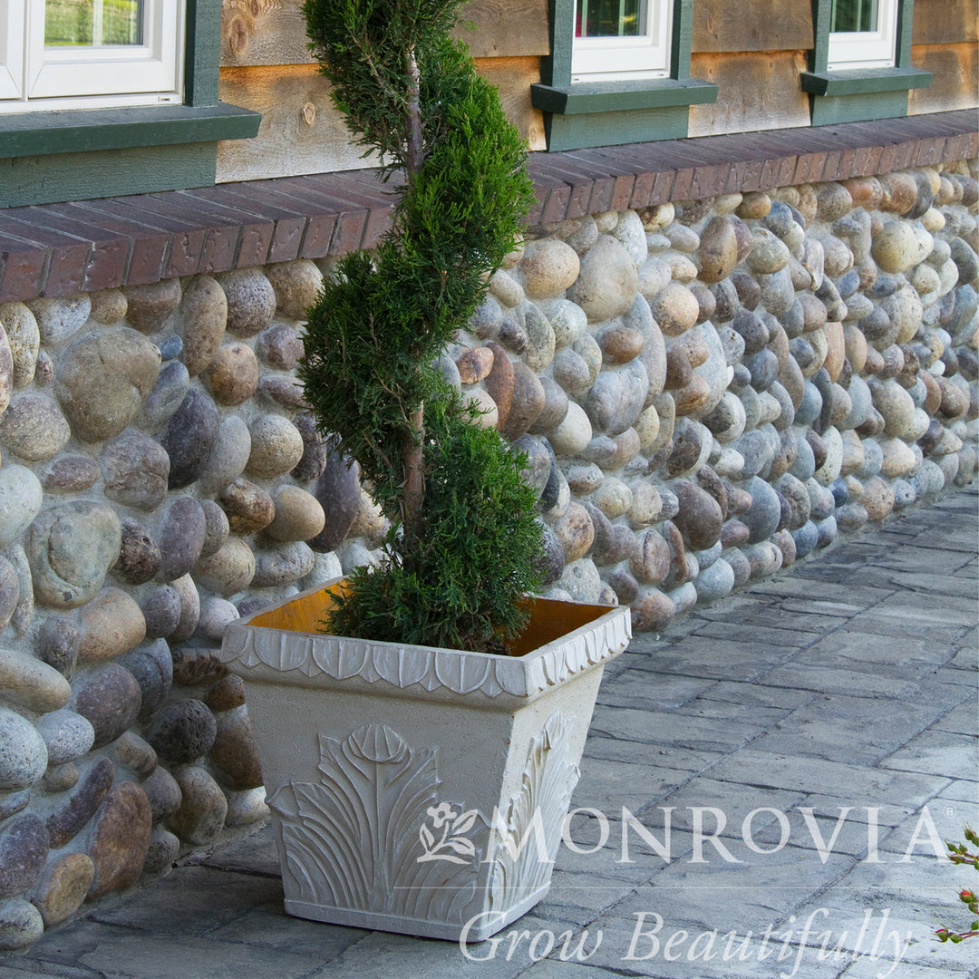 Mint Julep® Juniper - Spiral