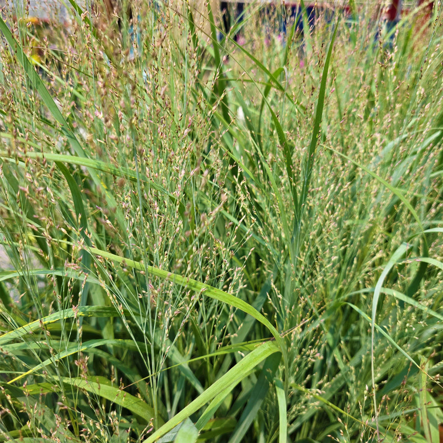 Apache Rose Switchgrass