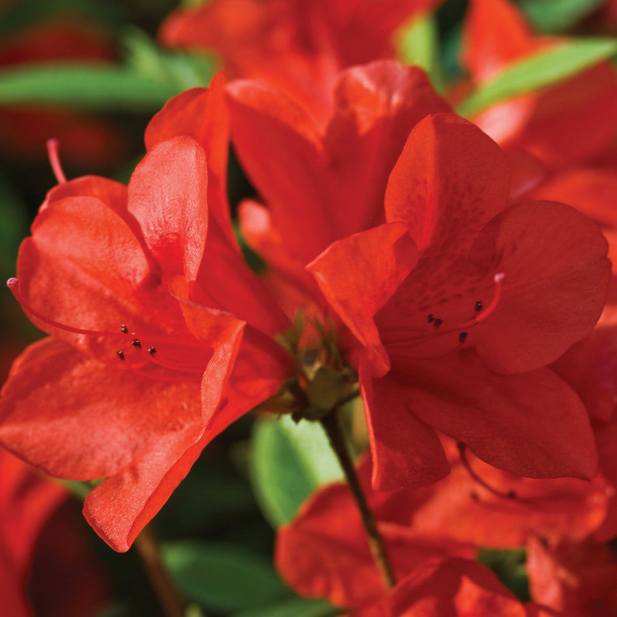 Autumn Bravo® Encore Azalea