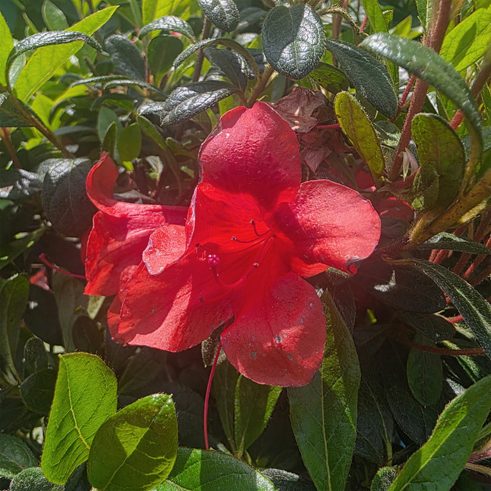 Autumn Bravo® Encore Azalea