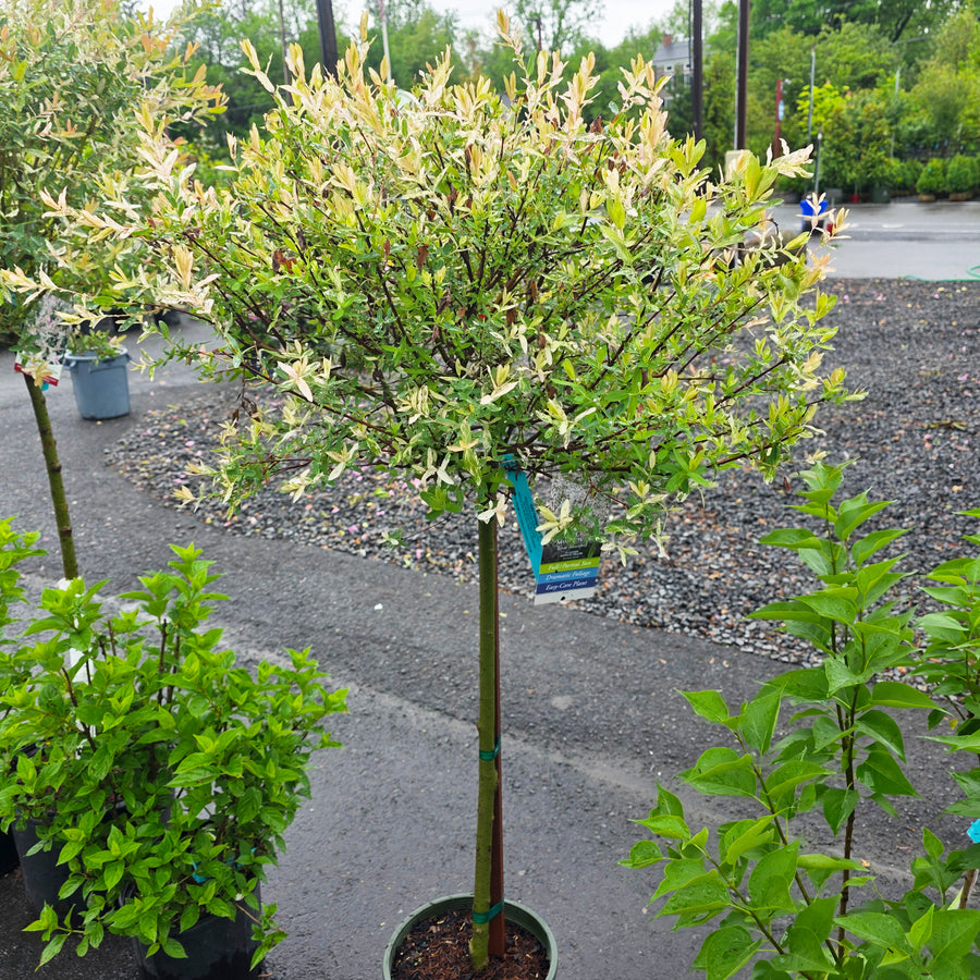 Flamingo Dappled Willow - Tree Form