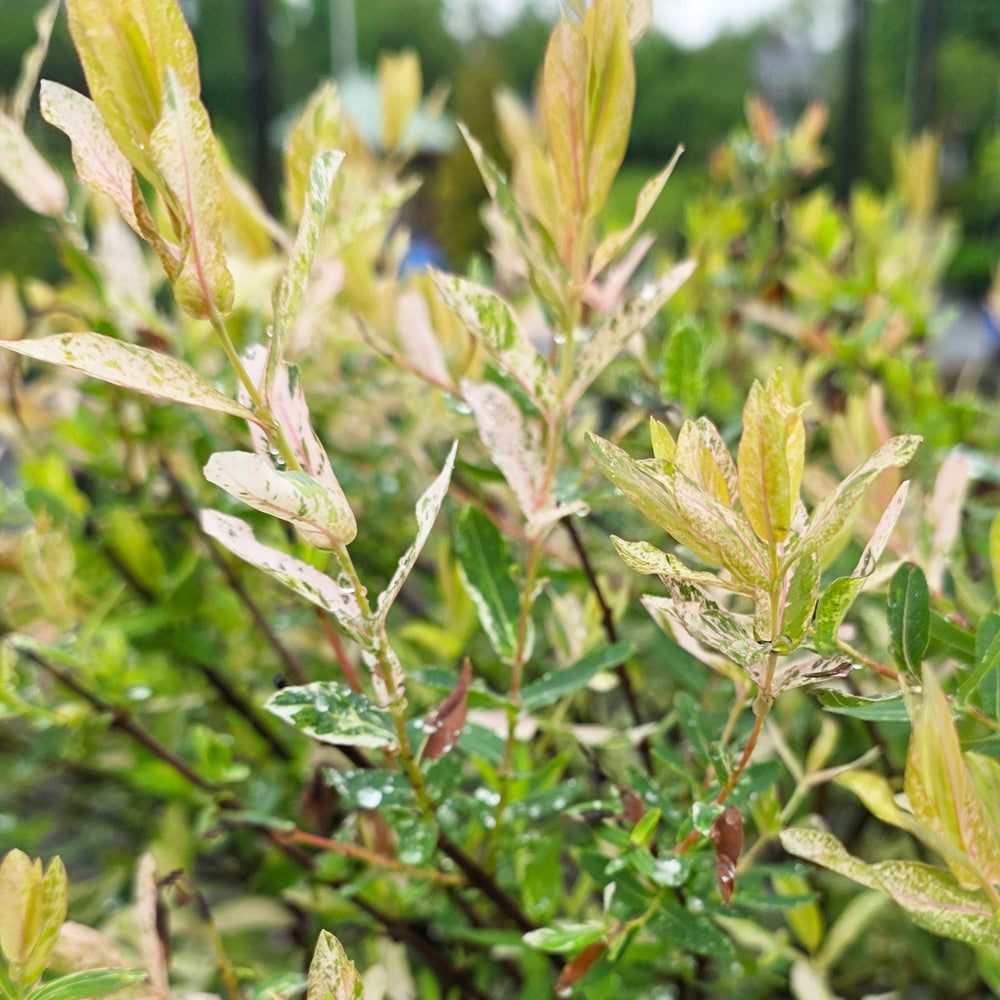 Flamingo Dappled Willow - Tree Form