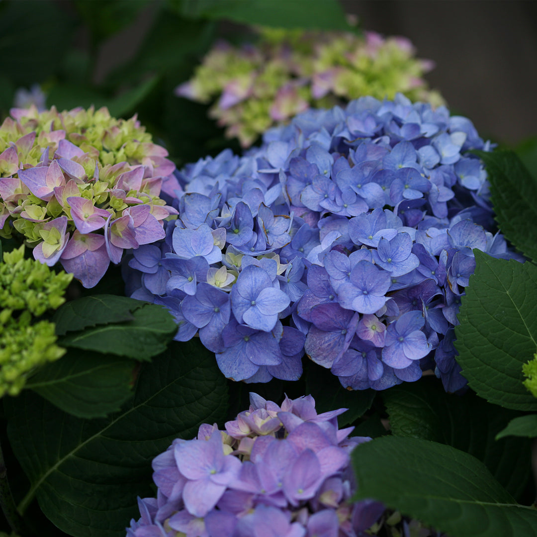 Let's Dance Rhythmic Blue® Reblooming Hydrangea