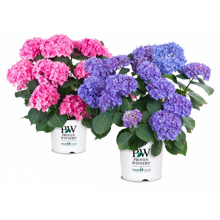 Let's Dance Rhythmic Blue® Reblooming Hydrangea