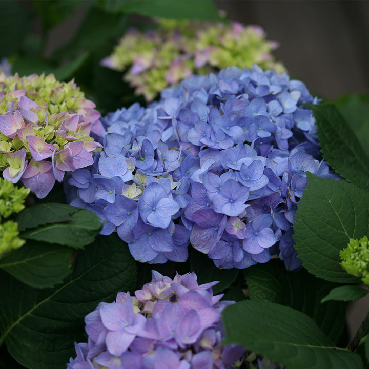 Let's Dance Rhythmic Blue® Reblooming Hydrangea
