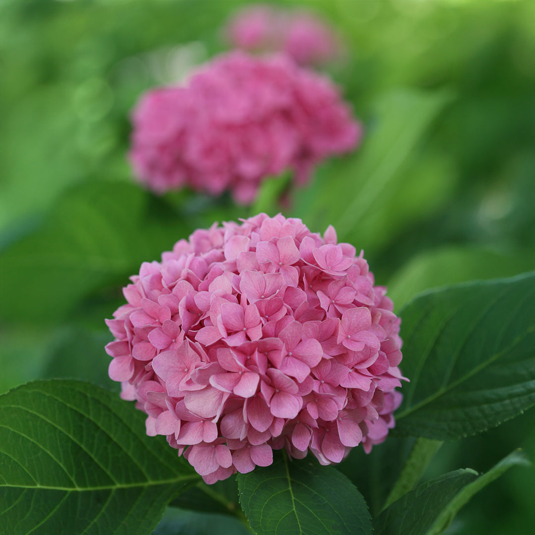 Let's Dance Rhythmic Blue® Reblooming Hydrangea