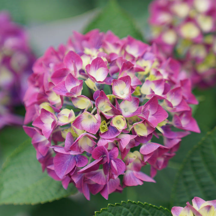 Wee Bit Giddy® Bigleaf Hydrangea