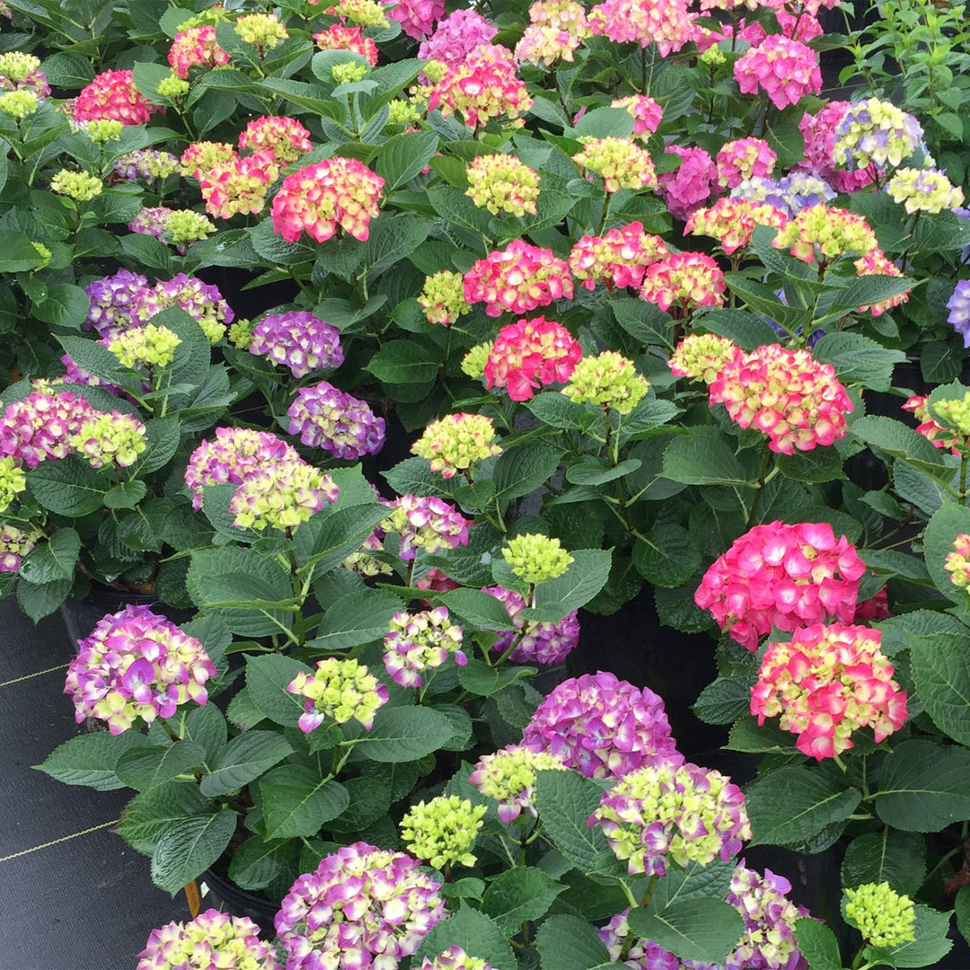 Wee Bit Giddy® Bigleaf Hydrangea