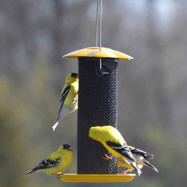 Petite Thistle Feeder