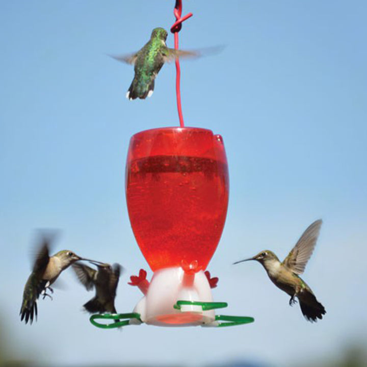 Hummingbird Feeder Kit